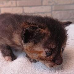 産まれたての子猫 里親募集