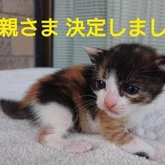 産まれたての子猫 里親募集 − 茨城県
