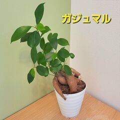 ガジュマル 多幸の木