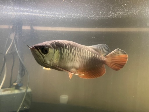 アロワナ　ワンディ養殖個体　純血個体　発送可能です。
