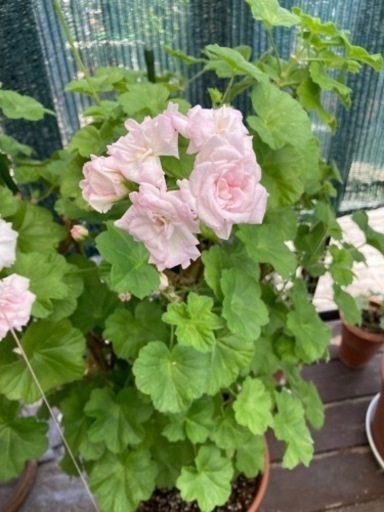 お花　バラタイプ　ゼラニウム