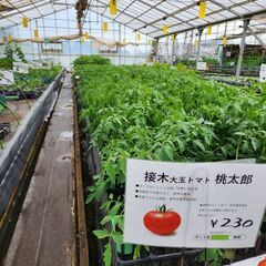 トマト 接木苗 桃太郎 大玉 とまと 10.5 ㎝ ポット 店頭販売品