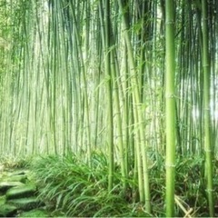 竹が増えすぎて困っている人助けます！！
