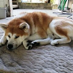 ※見つかりました※【【迷子犬　探しています】秋田犬　３才　オス