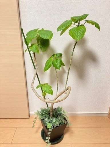 【観葉植物】フィカスウンベラータ