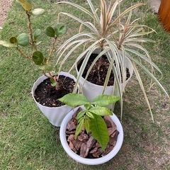 観葉植物　パキラ　ドラセナコンシンネ　コバンボダイシュ