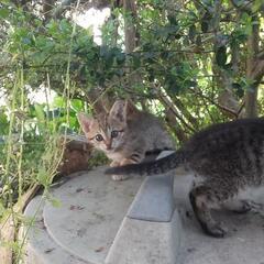 キジトラの白？　一ヶ月ぐらいの子猫ちゃん　メス　　里親さん見つか...