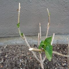 徐々に処分　根付き芽出しも  紫陽花 青アジサイ 剪定枝