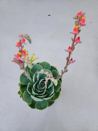 (お話し中)多肉植物　大きな七福神　②
