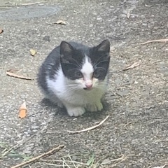 元気いっぱい！2か月位の黒白の子猫ちゃんです