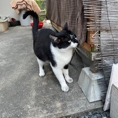 すごく人懐っこい、性格がいいの❤️里親さん大募集します − 岡山県