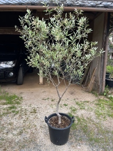 オリーブの木 エルグレコ オリーブ 庭木 地植えにも