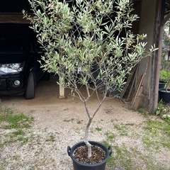 オリーブの木 エルグレコ オリーブ 庭木 地植えにも