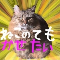 便利屋　猫の手