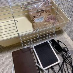 ハリネズミ　飼育セット