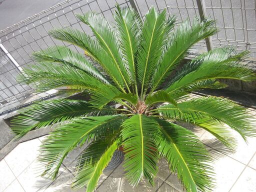 存在感あるソテツ　10号　60センチ 現品 蘇鉄(ソテツ) 10号鉢
