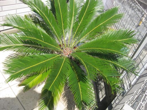大型植物 ソテツ 10号鉢 高さ幅：約1m
