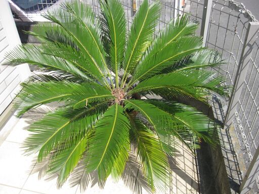 大型植物　ソテツ　10号鉢　高さ幅：約1ｍ