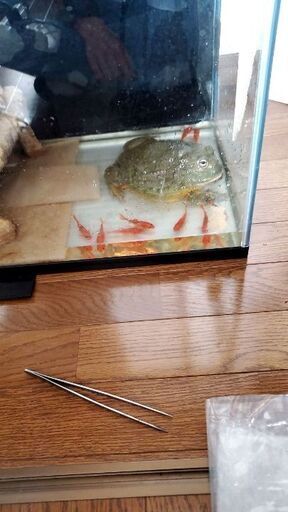 引き取り限定 アフリカウシガエル アフウシ 直接渡し限定 ペット 引き取り限定 アフリカウシガエル アフウシ 直接渡し限定 ペット