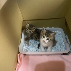 生後1ヶ月位のかわいらしい2匹の子猫の里親さまを募集致します。