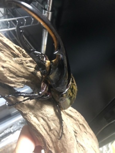 ヘラクレスオオカブト ペア確定福袋
