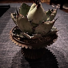 アガベ ブラックアンドブルー（大株）