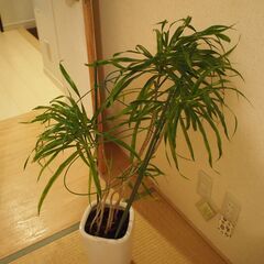 観葉植物ドラセナ　リフレクサ