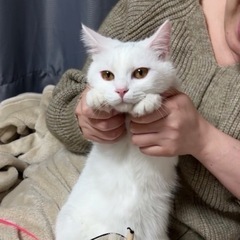 1歳の白猫(メス)