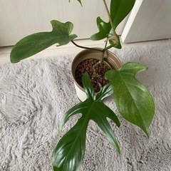 植物⑧ 【希少】フィロデンドロン ハイブリッド フロリダゴースト