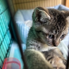 保護した猫が産んだ兄妹のうちの男の子