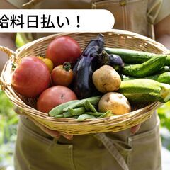 【日払い】愛媛県大洲市で農作業補助のお仕事！【単発/短期求人】の画像
