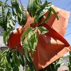 【急募】【短期】桃の袋を掛ける作業【10日間】