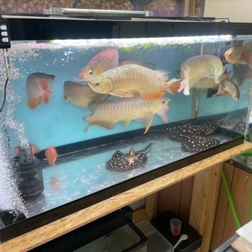 【早い者勝ち】熱帯魚/アロワナ/ダトニオ/ポルカなど…
