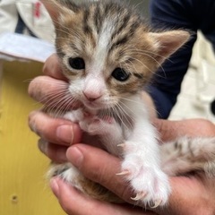 里親募集　産まれたばかりの子猫です🐈