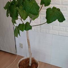 観葉植物 ウンベラータ 135cm