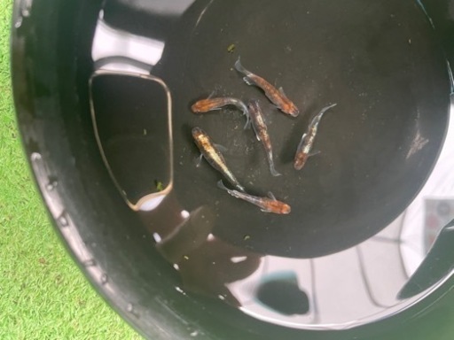 銀鱗紅玉 稚魚10匹サバンナ様より購入