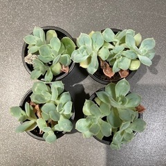 観葉植物　エケベリア品種不明　1号×4セット