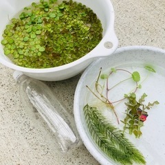 水草６種セット