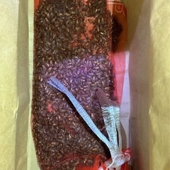 【群馬県】ニホンミツバチ分蜂群