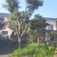 植木諸々　道路側の植木２本に関しては抜根いただき持ち帰りいただけ...