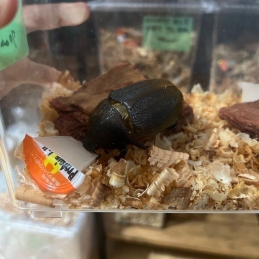 ヘラクレスエクアトリアヌス幼虫4頭セット（期間限定値引き中）