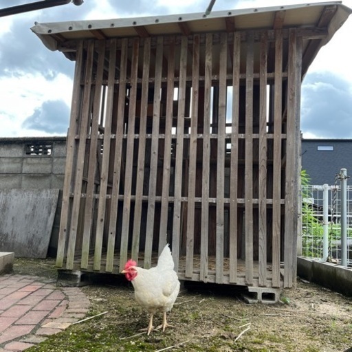 手作り鶏のお家 犬の家でもオッケー。