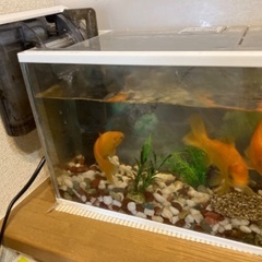 金魚3匹、水槽、浄水器