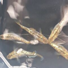 🐟メダカ　GOLDラメ稚魚🐟