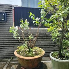 大きな植木鉢と花  ガーデニング