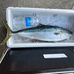 魚などさばける方募集