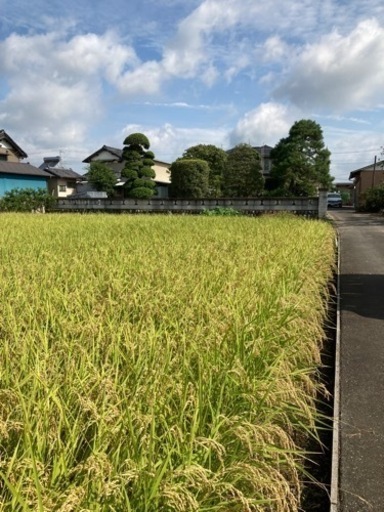 米どころ加須産コシヒカリ 玄米30キロ 自家用 減農薬 保冷庫保管 県内500円で配達可