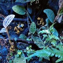 キオビヤドクガエル ”ファインスポット” EU便F1 3匹セット