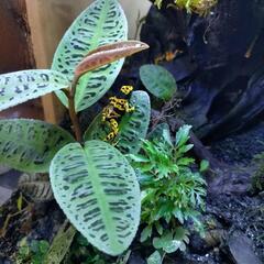 キオビヤドクガエル ”ファインスポット” EU便F1 3匹セット