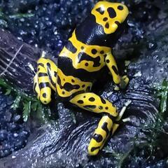 キオビヤドクガエル ”ファインスポット” EU便F1 3匹セット